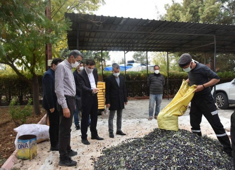 NUSAYBİN İLÇESİNDE ZEYTİN HASADINA BAŞLANDI