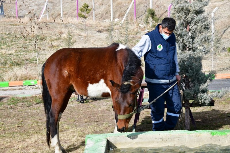 Sahibinden kaçan atın yolu, Mamak Belediyesi Barınağı’na düştü