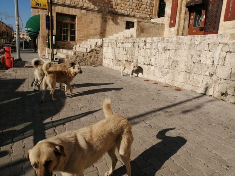 Mardin Büyükşehir Belediyesinden Sokağa çıkma Kısıtlamasında Sokak Hayvanlarına Mama Desteği