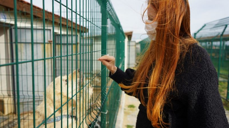 ÖLMEK ÜZERE BULUNAN KÖPEK,SEVGİ VE ŞAFKATLE  YAŞAM BULDU....