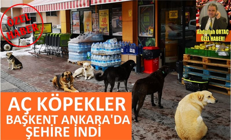 AÇ KALAN KÖPEKLER BAŞKENT ANKARA