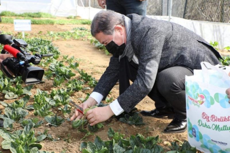 Eyüp Sultan’da Belediyenin kurduğu seralarda yetişen sebzeler ihtiyaç sahiplerine ulaştırılıyor