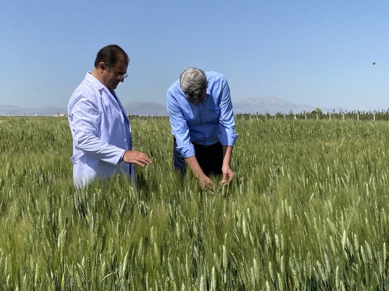 2 bin yıllık Ahmet Buğdayı dünya sofralarıyla buluşacak