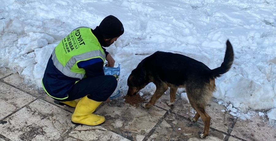 Midyat Belediyesi  ekipleri sokak hayvanlarını besledi