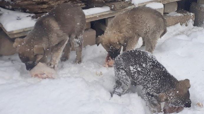 MAZIDAĞI BELEDİYESİ SOKAK HAYVANLARINI UNUTMADI