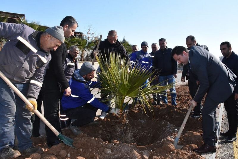 Nusaybin Kaymakamı  Ercan Kayabaşı,   Şırnak Caddesi’nde Palmiye Ağacı Dikti.