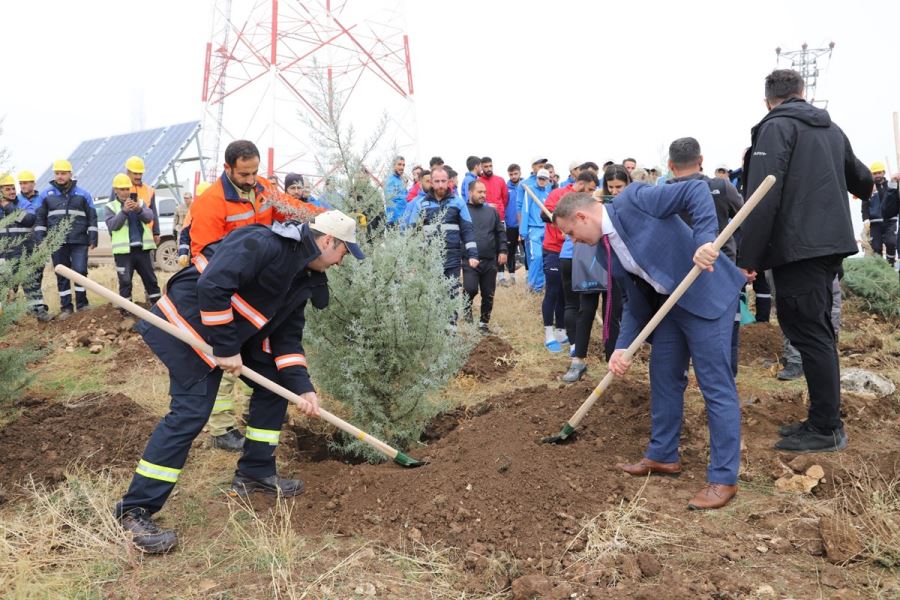 MAZIDAĞI İLÇESİNDE 3000 FİDAN TOPRAKLA BULUŞTU