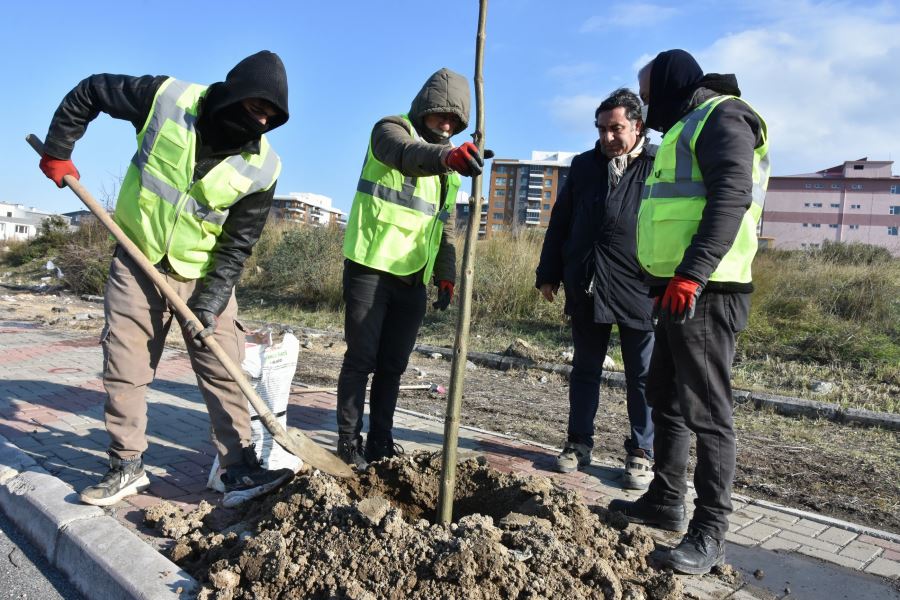 ALİAĞA’YI PAVLONYA AĞAÇLARI SÜSLEYECEK