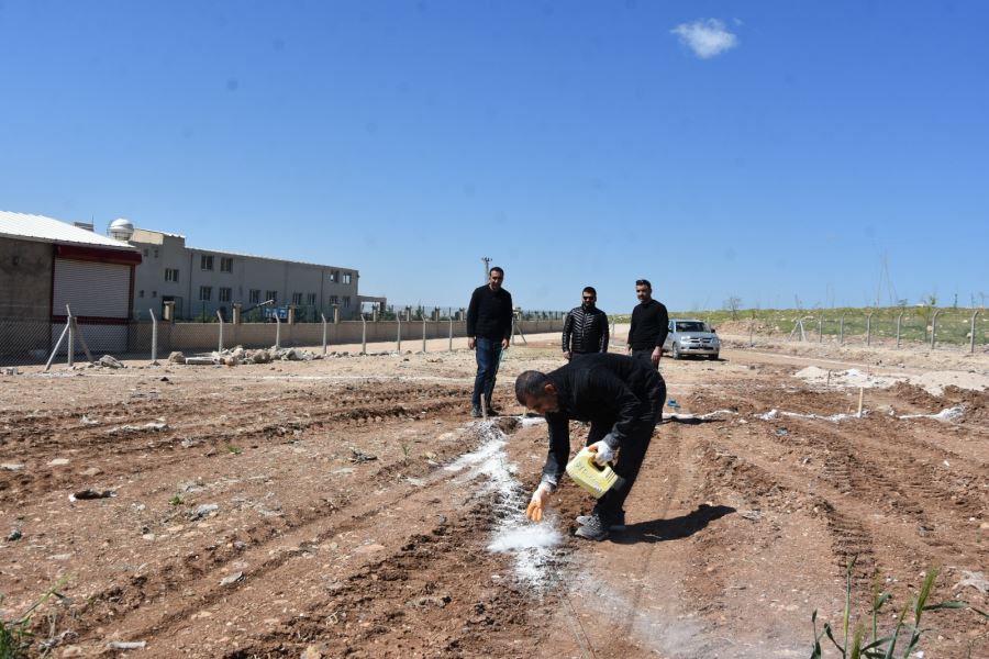 Nusaybin İlçesinde Hayvan Barınağı Yapım Çalışmaları Sürüyor.