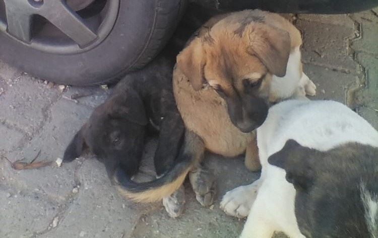 Midyat’ta Besin Zehirlenmesi Geçiren Sahipsiz Yavru Köpekler Tedavi Altına Alındı