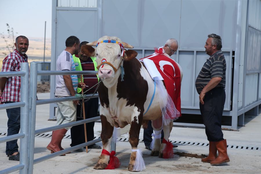 Gölbaşı’nın En Güzel Kurbanlıkları Seçilecek… 