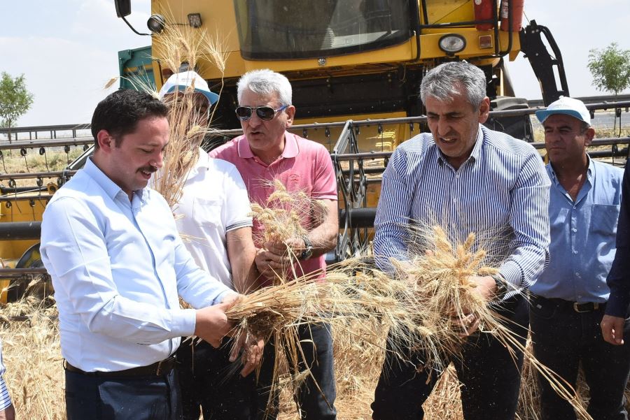 Nusaybin Kaymakamı Ercan Kayabaşı Buğday Hasadına Katıldı.