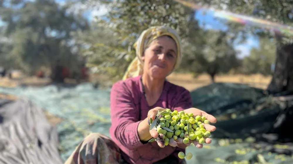 Aliağa, Zeytin Hasat Şenliğinde Buluşuyor