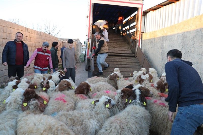 MARDİN BÜYÜKŞEHİR BELEDİYESİNDEN DEPREMZEDE ÇİFTÇİLERE HAYVAN DESTEĞİ