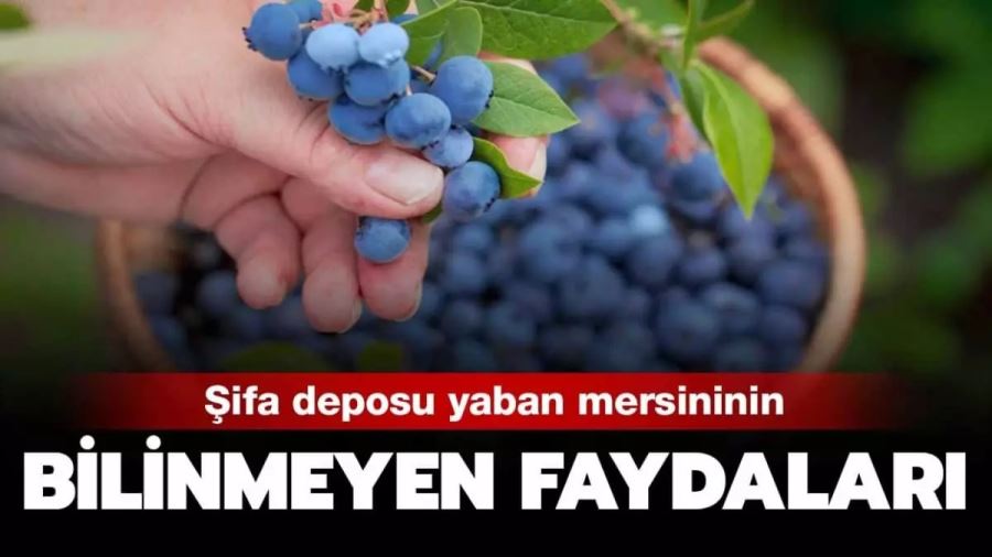  Yaban Mersininin Faydaları