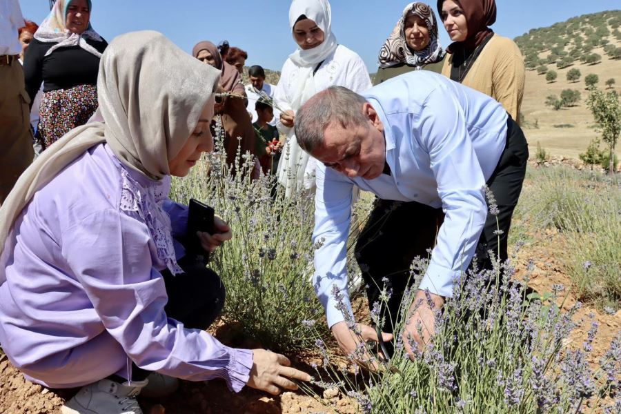 BAŞKAN VEYSİ ŞAHİN LAVANTA HASADINA KATILDI