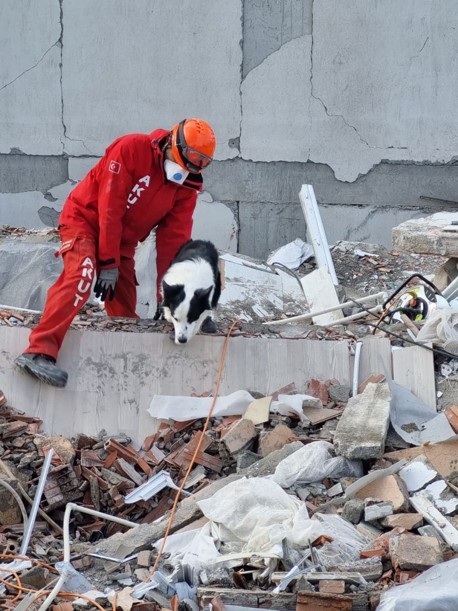 AKUT ve Royal Canin’den arama köpekleri için iş birliği    