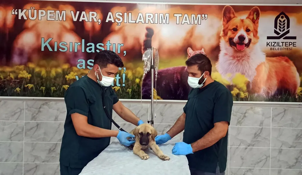 Kızıltepe İlçesinde İşkence Gören Yavru Köpek Tedavi Altına Alındı