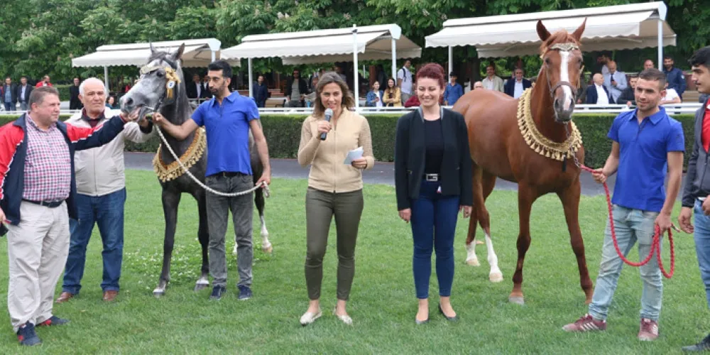 Türkiye’nin En Güzel Atı Seçiliyor