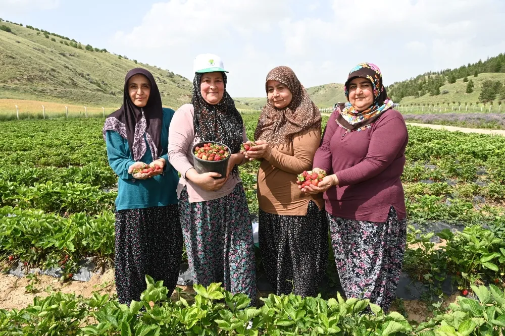 Mamak’ın Tarlasından, Mamaklı’nın Sofrasına