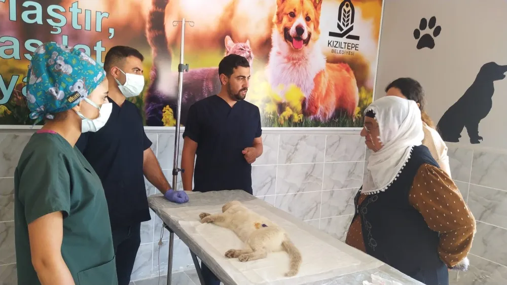 KIZILTEPE BELEDİYESİ SOKAK HAYVANLARINI KISIRLAŞTIRMA ÇALIŞMASINA DEVAM EDİYOR
