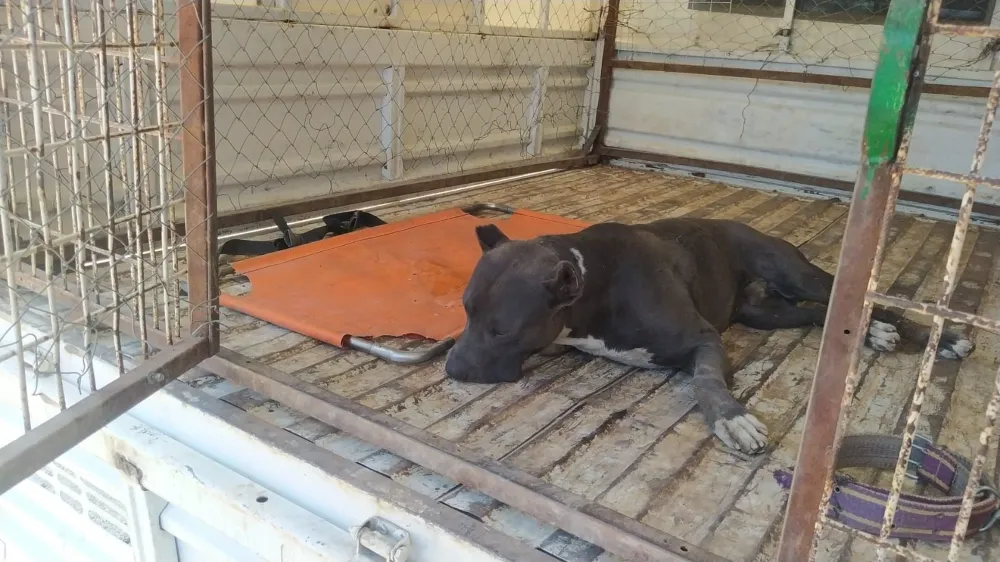 Kızıltepe İlçesinde Eve Giren Pitbull cinsi bir köpek Korku Dolu anlar Yaşattı