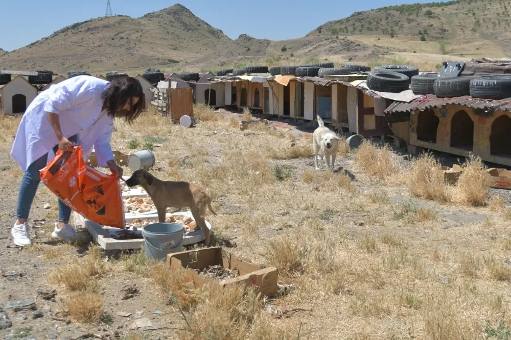 Mamak Belediyesi’nden Sokak Köpekleri Toplanıyor İddialarına Yanıt