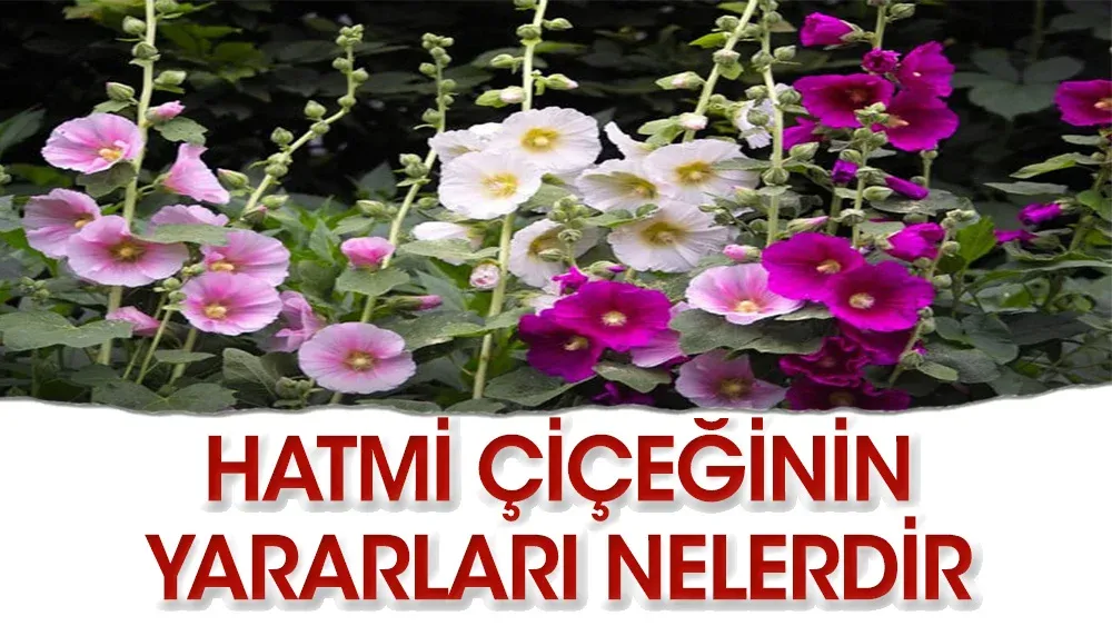 Hatmi Çiçeği Nedir? Faydaları Nelerdir?
