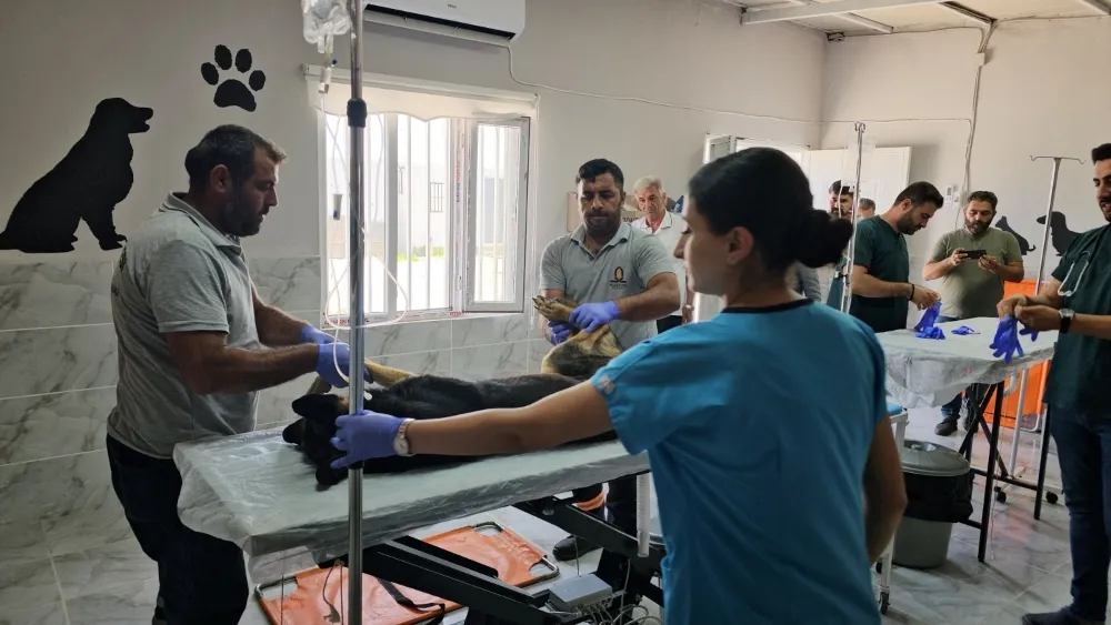 Kızıltepe İlçesinde 3 ayda 251 sokak hayvanı tedavi edildi