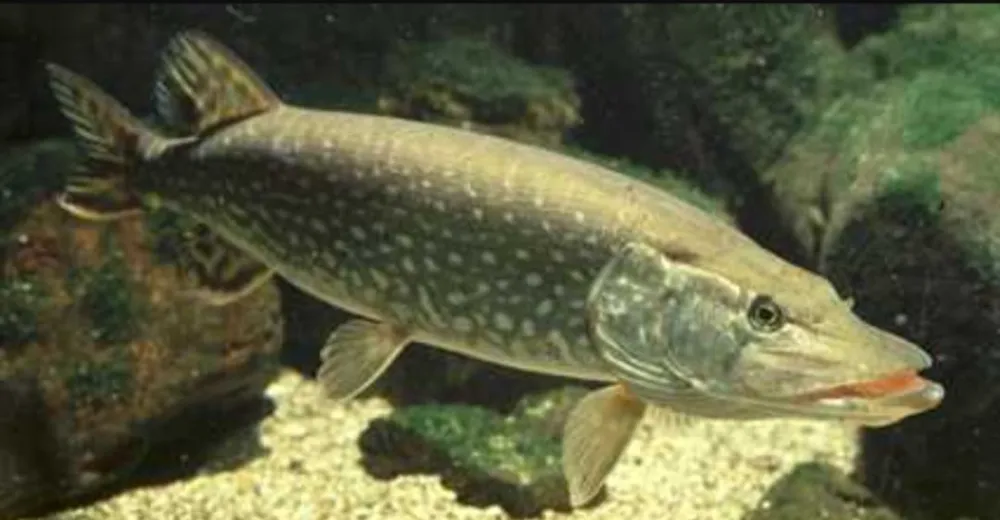 Dikkat! Turna Balığı Av Yasağı 15 Aralık İtibarıyla Başlıyor!