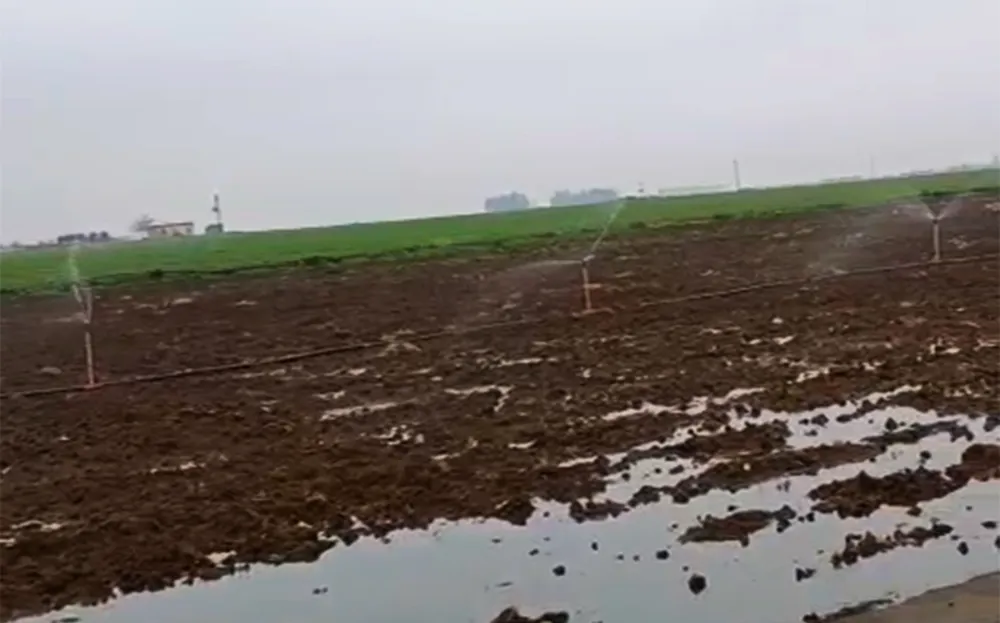 Kaçak Elektrikle Sulama, Yağmurda Dahi Devam Etti 