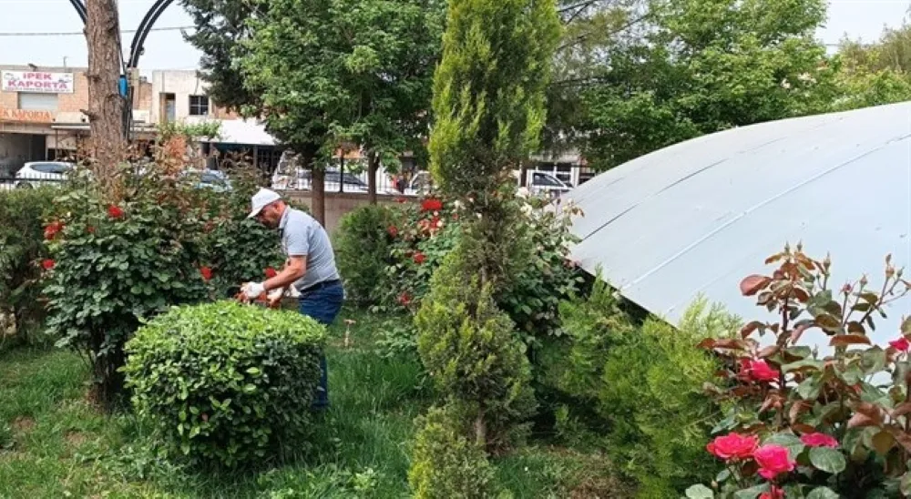 Kızııltepe İlçesinde Budama Çalışmaları Devam Ediyor