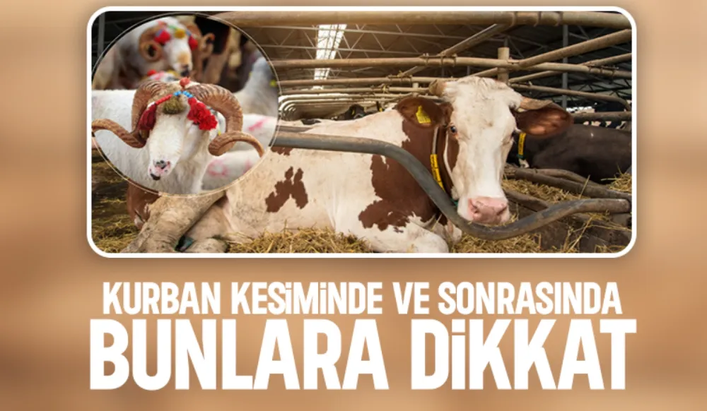 Kurban Kesiminde Hijyen Kurallarına Dikkat
