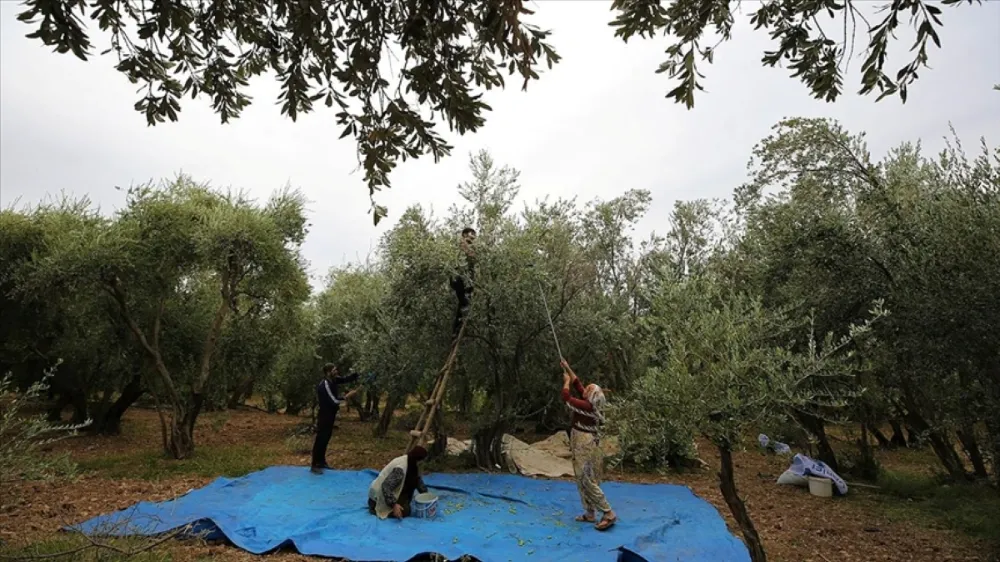 “Mardin’de zeytin sanayiciliğini yaygınlaştırmalıyız”