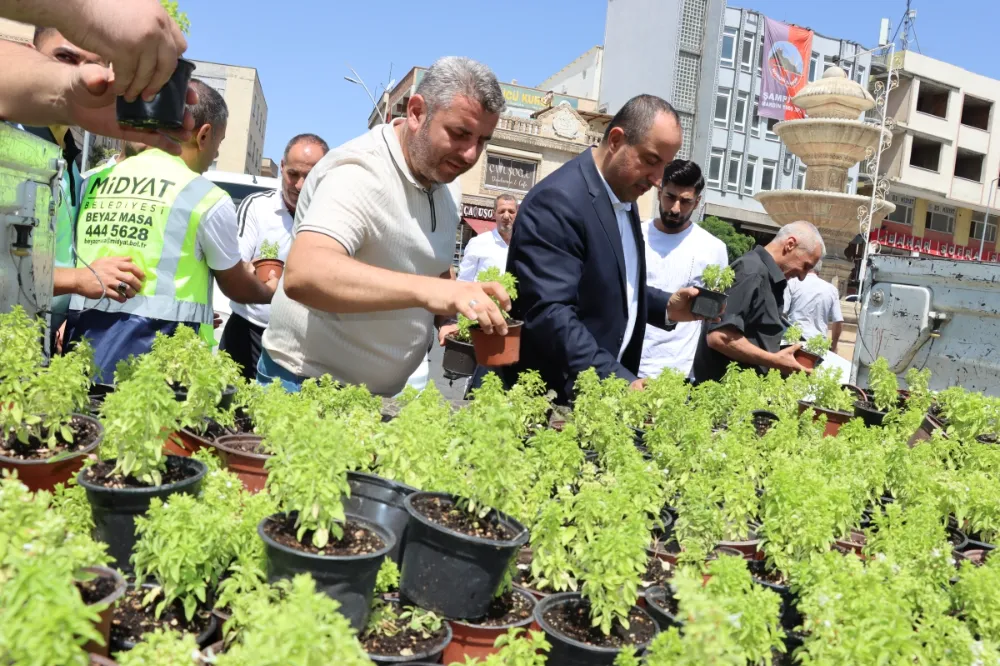 Midyat’ta Vatandaşlara Fesleğen( Reyhan) Fidanı Dağıtıldı