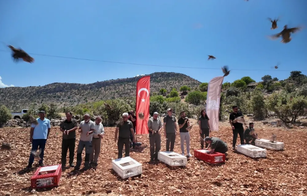 MARDİN