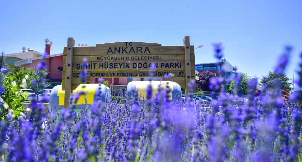 BAŞKENT ANKARA LAVANTA KOKUYOR