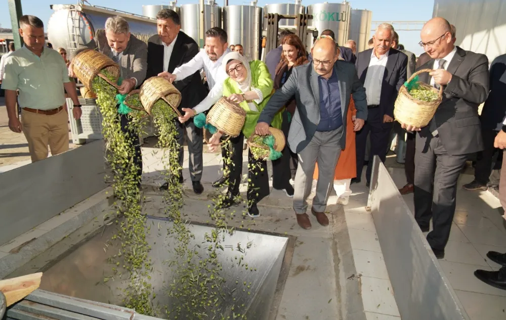 AYVALIK’TA YILIN İLK ZEYTİN HASADI YAPILDI